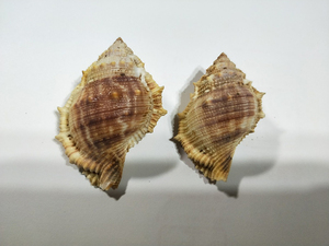 貝の標本 Bufonaria rana 61.5mm&71.5mm.w/o.. 台湾