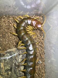 【北米最大種】Scolopendra heros castaneiceps♀ソノラジャイアントセンチピード 全長27cm程 ムカデタランチュラカマキリマンティスサソリ