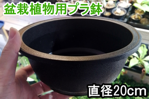 浅型　硬質　プラ鉢　１個　盆栽　塊根植物　アデニウム　プラスチック　製　鉢　ポット　コーデックス　パキプス　グラキリス