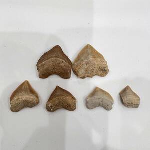 【E20844】サメの歯＊化石＊Fossil shark tooth