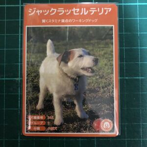 【犬種図鑑カード】 No.011 ジャックラッセルテリア