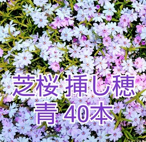 芝桜 挿し穂 40本（青 芝桜 挿し穂用カット苗 ）