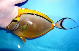 【海水魚・ハギ】極美！状態良好♪【インド洋産】ミヤコテングハギ（XXL）(個体販売）（±23cm） No.1（生体）