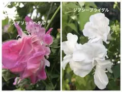 西洋朝顔 八重咲き 2種 スプリットペタル＆ジプシーブライダルの種　花の種