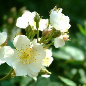 ■送料73円■京都産 ノバラの種 30個／白花／のばら 野薔薇 ノイバラ／管RB01