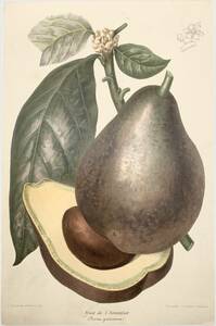 フランスアンティーク 博物画 『Fruit de l’Avocatier 』 多色刷り石版画　ボタニカルアート
