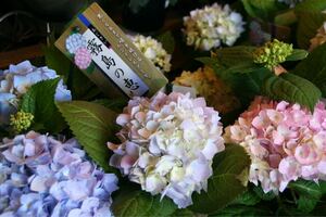 アジサイ　霧島の恵み　花の苗　紫陽花　ヤマアジサイ