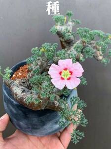 多肉植物　モンソニア ムルチフィダ(ピンク花) 種5粒