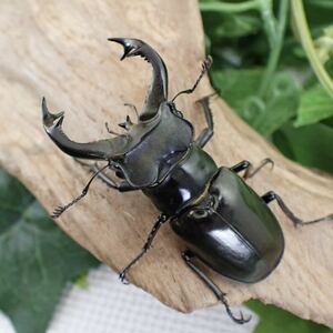 【Sparkle Beetle】ランミヤマ ♂61mm♀37mmペア(ミヤマクワガタ)