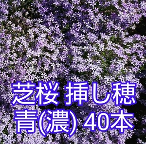 芝桜 挿し穂 40本（青濃）