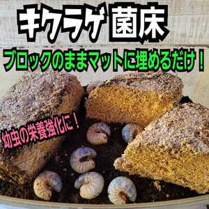 カブトムシ幼虫の栄養強化に！キクラゲ菌床【2ブロック】マットに埋めるだけで幼虫がモリモリ食べます！クワガタの産卵床にも　クヌギ100％