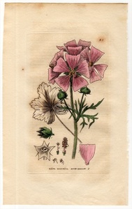 1834年 Baxter 手彩色 銅版画 Pl.25 アオイ科 ゼニアオイ属 ジャコウアオイ MALVA MOSCHATA