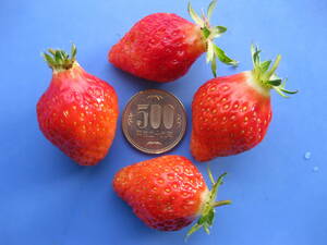 送料無料！激安で無農薬の大粒イチゴ苗10～20cm前後5株・一度買えば毎年イチゴが食べられてお得！自給自足ガーデニング家庭菜園