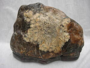 大きな菊花石（根尾産）、16㎏、台座付（検索用、水石、鑑賞石、国産鉱物）