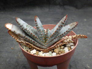 1　アロエ　コンプレッサ　シストフィラ　2.5号鉢植え　Aloe compressa var.schistophila