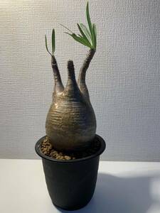 2 塊根植物-パキポディウム グラキリス コーデックス 多肉植物　現地株　☆発根済