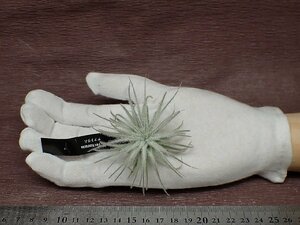 Tillandsia tectorum チランジア・テクトラム■エアプランツEP