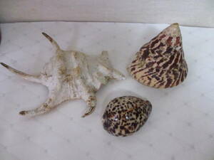 ◆貝　貝殻　3点セット◆オブジェ　飾り物　ディスプレイ　アクアリウム　インテリア　小物　夏