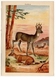 1904年 イギリス 動物図鑑 シカ科 ノロジカ属 ノロジカ CAPREOLUS CAPREA 博物画