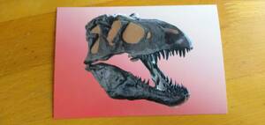 ティラノサウルスの頭骨　ポストカード