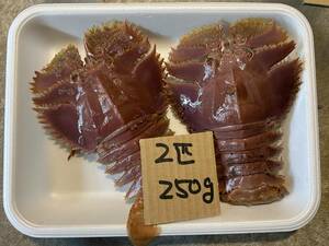 【愛媛産】　ウチワ海老　 (2匹で250ｇ) 　刺身OK　冷凍　