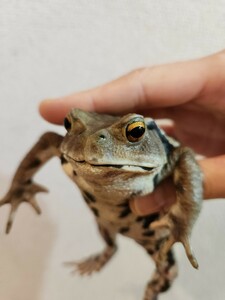 アズマヒキガエル ヒキガエル 蛙 カエル かえる 蟇蛙 ひきがえる 約10.5センチ メス 恐らくメス