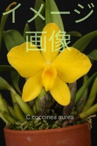 洋蘭 ラン C.coccinea 2株セット！【委託品】