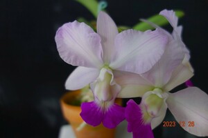 洋蘭原種カトレア C.walkeriana sib 写真の花が咲いた分け株です