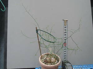 多肉植物　シゾバシス　イントリカータ【Schizobasis intricata】3分割に成りました。
