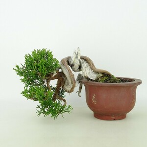 盆栽 真柏 樹高 上下 約13cm しんぱく 高級盆栽 Juniperus chinensis シンパク “ジン シャリ” ヒノキ科 常緑樹 観賞用 小品 現品