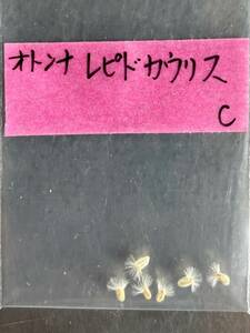 オトンナ レピドカウリス 種子 5粒　おまけ付き C