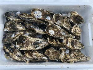 北海道知内産　ブランド牡蠣　10個　Lサイズ　生食用