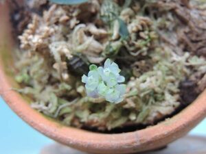 T♪小型洋蘭　 Dendrobium leucocyanum 