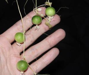 種子10粒 世界最小のメロンの種 【つる植物 グリーンカーテン ククミス ウリ科 野菜 珍奇植物 カボチャ ザッソウメロン