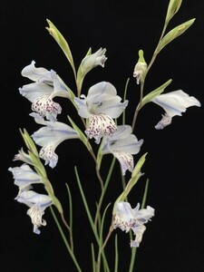 【球根】グラジオラス　グラシリス ブルー(Gladiolus gracilis blue form)