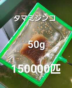 【ミジンコの一平】タマミジンコ50g　★150000匹 メダカ　熱帯魚