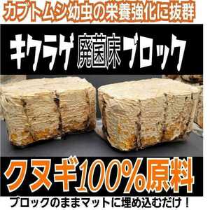 カブトムシ幼虫の栄養強化に　キクラゲ菌床ブロック【2個】　マットに埋め込むだけでモリモリ食べます！　クワガタの産卵材の代わりにもOK