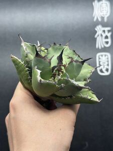 【輝泊園】多肉植物　アガベ チタノタ　黒鯨 強棘 超良型株　特選 MAXAGAVE 珍しい　超大株　親株　10