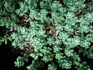 多肉植物 　タイトゴメ　カット苗　7本　