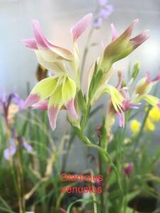 グラジオラス・ベナーツ　Gladiolus venustus　開花球１球・小２球