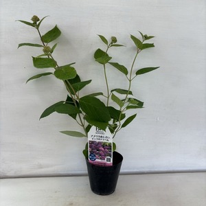 ●アジサイ●　ピンクアナベル　アナベル　アメリカあじさい　紫陽花　3号鉢　鉢植えアジサイ
