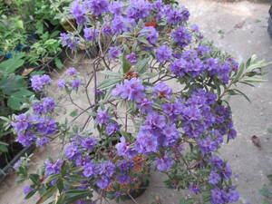 青花ミニシャクナゲ・ヒポファエオイデス、開花中、草丈６０ｃｍ、２５ｃｍ鉢植え込み
