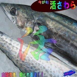 朝どれ直送!!「活サワラ2kg以上」お刺身用、超高級鮮魚　よく脂のってます!! 山陰境港産