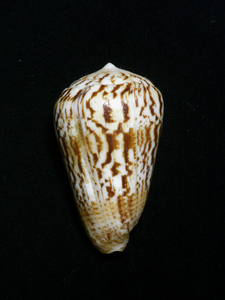 貝の標本 Conus caracteristicus 66.5mm.