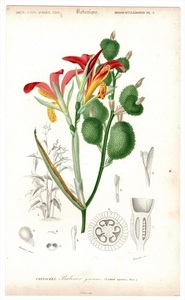 1849年 Orbigny 万有博物事典 鋼版画 手彩色 植物学 Pl.3 カンナ科 カンナ属 ダンドク Canna speciosa