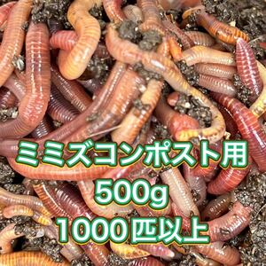 ミミズコンポスト用シマミミズ500グラム