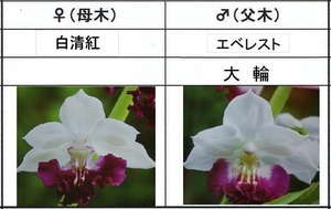 60えびね欄　４５８　白清紅×エベレスト　1-2作以降初花見込苗　山野草エビネラン