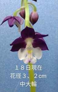 颯　　吉×夢紫宝　初花開花中８０（えびね・エビネ・春蘭・寒蘭・山野草 )