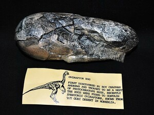 ◆オビラプトル 卵 化石 レプリカ 教材◆