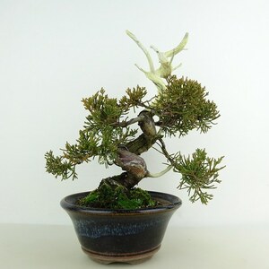 盆栽 真柏 樹高 約20cm しんぱく Juniperus chinensis シンパク ジン ヒノキ科 常緑樹 観賞用 小品 現品